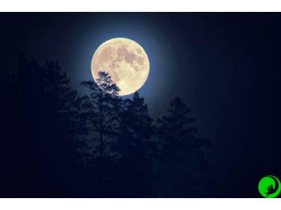 Як впливають фази Місяця на гроувінг? Вирощуємо канабіс за місячним календарем