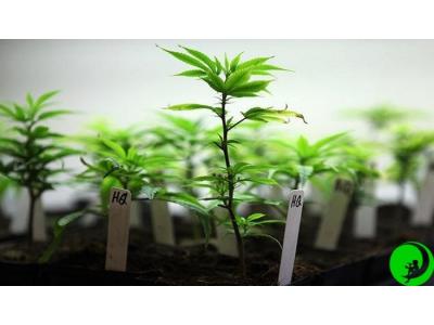 Как регулировать рост и цветение каннабиса?