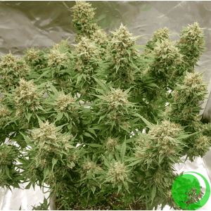 Семена конопли Auto Banana Blaze