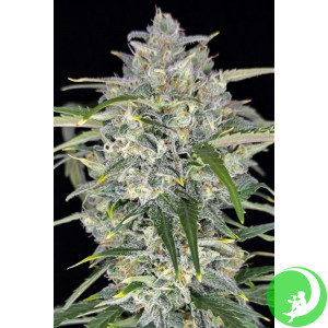 Семена конопли Sour Jealousy Auto Feminised