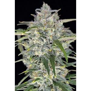 Sour Jealousy Auto Feminised