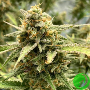 Sour Jealousy Auto Feminised