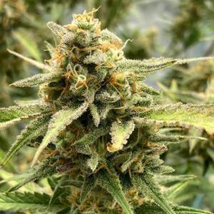 Sour Jealousy Auto Feminised