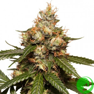 Auto THC Victory Feminised