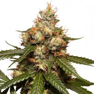 Auto THC Victory Feminised