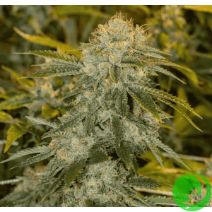 Семена конопли Bruce Banner OG (BullySeeds)