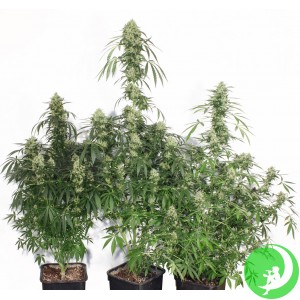 Насіння конопель Crop Champ Express Feminised (BullySeeds)