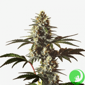 God's Gift Feminised