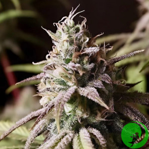 Насіння конопель Peyote Cookies Feminised