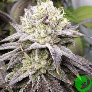 Семена конопли Peyote Cookies Feminised