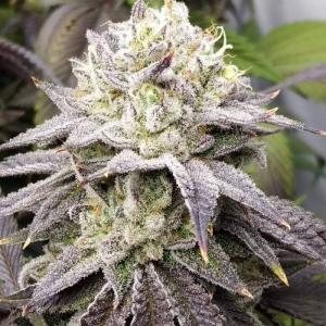 Peyote Cookies Feminised