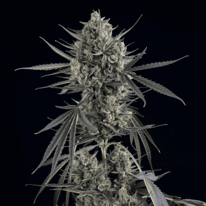 Pound Cake Auto Feminised