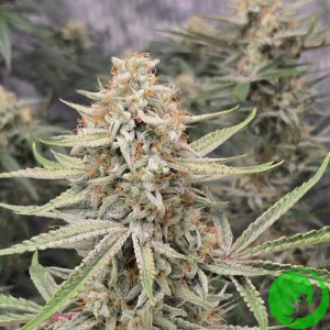 Pound Cake Auto Feminised