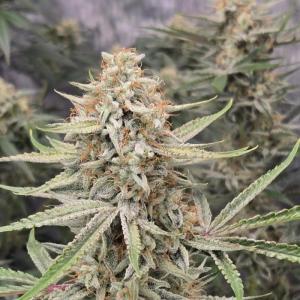 Pound Cake Auto Feminised