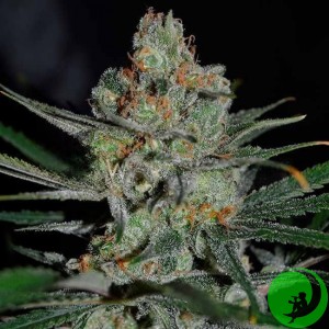 Насіння конопель Quick Hurricane Express Feminised (BullySeeds)