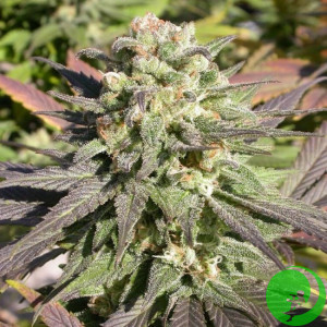 Семена конопли Warlock Feminised