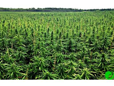 Permanent agriculture, або як правильно організувати вирощування марихуани у відкритому грунті