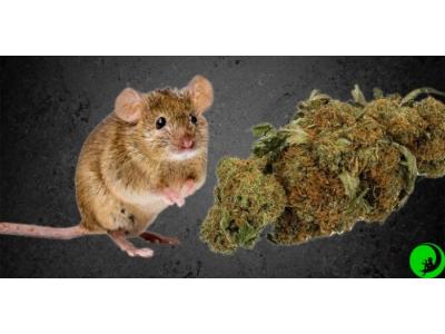 Мыши и марихуана: забавное исследование ученых