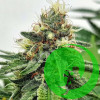 Astro AK Express Feminised (BullySeeds)