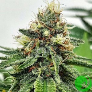 Семена конопли Astro AK Express Feminised by BullySeeds