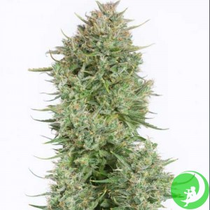 Насіння конопель Auto Blue Kush XXL Feminised