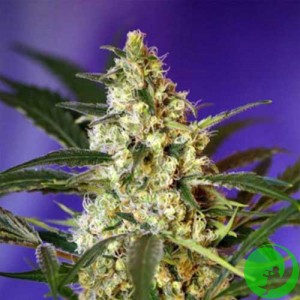 Auto Fast Bud №2 Feminised