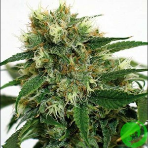 Auto Phatt Fruity Feminised