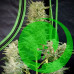 Семена конопли Auto Afghan Kush Feminised