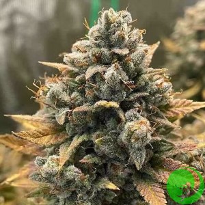 Auto Godfather OG Feminised