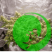 Семена конопли Auto Blueberry