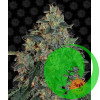Blueberry OG Barney`s Farm уп. 3шт.