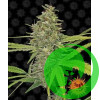 G13 Haze Barney`s Farm уп. 3шт.