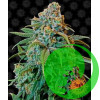 Liberty Haze Barney`s Farm уп. 3шт.