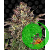 Peyote Critical Barney`s Farm уп. 3шт.