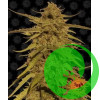 Pineapple Haze Barney`s Farm уп. 3шт.