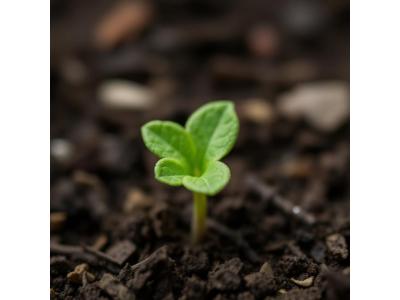 Зростання автоквітів по днях Зростання автоквітів по днях