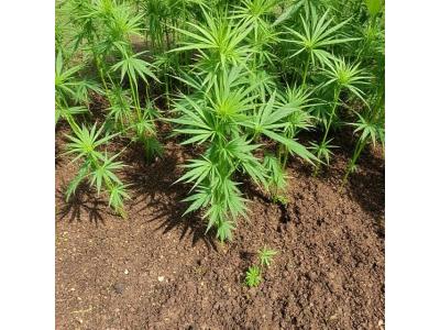 Чим підживлювати коноплі?