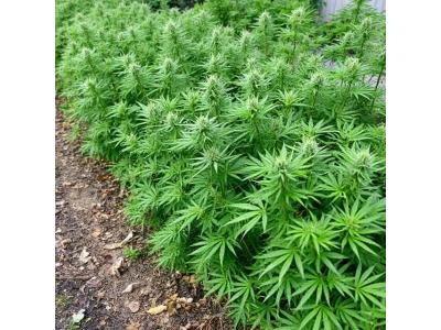 Дефоліація автоквітучих рослин