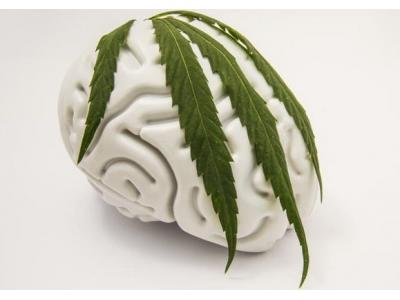 Що таке нейропротектор або вплив марихуани на мозок