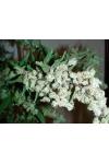 Auto Dr. Grinspoon Feminised