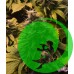 Семена конопли 8 Ball Kush Feminised
