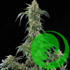 Auto Jack Herer Feminised