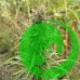 Семена конопли Jamaica Sativa Feminised