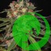 Семена конопли Jamaica Sativa Feminised