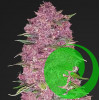 Purple Bud Feminized