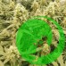 Семена конопли Og Skywalker