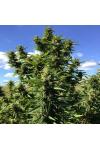 Godfather OG Feminized