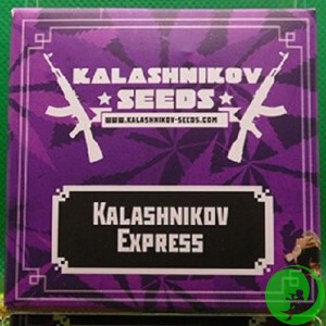 Насіння конопель Kalashnikov Express Feminised (Kalashnikov Seeds)