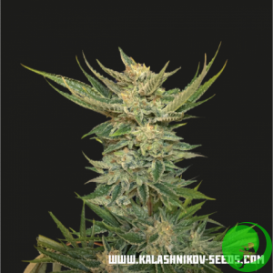 Семена конопли Vodka Lemon Kalashnikov Seeds