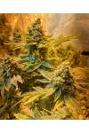Meteor Express Feminised (BullySeeds)  